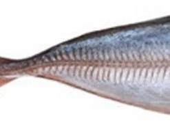 Gloednieuw ???? Prebaits Horsmakreel - Dood Aas - Wit ✔️ -Hendi Shop 550x180 2