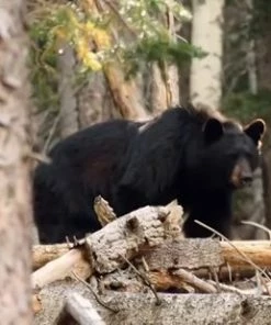 Flash-uitverkoop ???? MacGyver Verrekijker 10 – 30 X 60 ZOOM - Vogelspotten - Observatiekijker - Ook Voor Brildragers - Groen ✨ -Hendi Shop 550x309 40