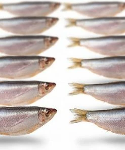 Kopen ✔️ Prebaits Doodaas Sprot - Vacuüm Verpakt | 8-13CM | 10-18ST | Dood Aas | Dood Aas Vissen | Aas Vissen | Deadbait | Roofvissen | Snoek Aas | Snoek Vissen | Snoekbaars ????