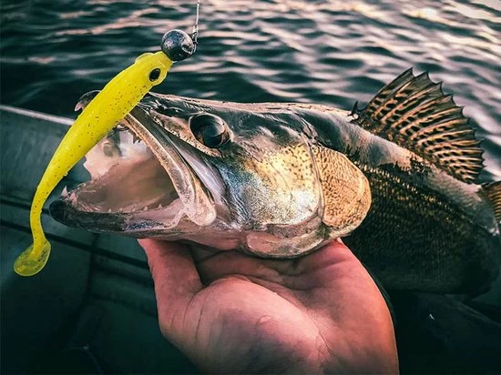 Groothandel ???? Spro Iris Popeye To Go - 8 Cm - Uv Minnow ???? 5 Groothandel ???? Spro Iris Popeye To Go - 8 Cm - Uv Minnow ???? - Afbeelding 3