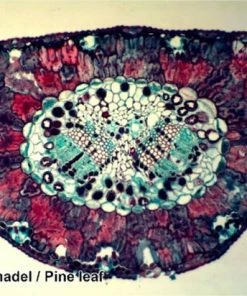 Promo ✨ Bresser Preparaten- Voorgeprepareerd - Geschikt Voor Doorzichtmicroscopen - 100 Stuks - Microbiologie & Celbiologie ❤️ -Hendi Shop 550x412 16