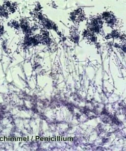 Promo ✨ Bresser Preparaten- Voorgeprepareerd - Geschikt Voor Doorzichtmicroscopen - 100 Stuks - Microbiologie & Celbiologie ❤️ -Hendi Shop 550x412 17