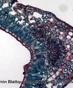 Promo ✨ Bresser Preparaten- Voorgeprepareerd - Geschikt Voor Doorzichtmicroscopen - 100 Stuks - Microbiologie & Celbiologie ❤️ -Hendi Shop 550x412 18