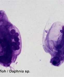 Promo ✨ Bresser Preparaten- Voorgeprepareerd - Geschikt Voor Doorzichtmicroscopen - 100 Stuks - Microbiologie & Celbiologie ❤️ -Hendi Shop 550x412 19