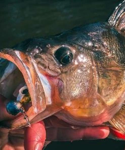 Groothandel ???? Spro Iris Popeye To Go - 8 Cm - Uv Minnow ???? 13 Groothandel ???? Spro Iris Popeye To Go - 8 Cm - Uv Minnow ???? -Hendi Shop 550x412 2