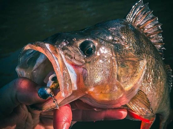 Groothandel ???? Spro Iris Popeye To Go - 8 Cm - Uv Minnow ???? 6 Groothandel ???? Spro Iris Popeye To Go - 8 Cm - Uv Minnow ???? - Afbeelding 4