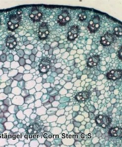 Promo ✨ Bresser Preparaten- Voorgeprepareerd - Geschikt Voor Doorzichtmicroscopen - 100 Stuks - Microbiologie & Celbiologie ❤️ -Hendi Shop 550x412 20