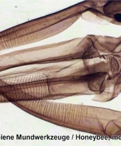 Promo ✨ Bresser Preparaten- Voorgeprepareerd - Geschikt Voor Doorzichtmicroscopen - 100 Stuks - Microbiologie & Celbiologie ❤️ -Hendi Shop 550x412 21