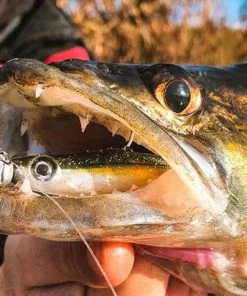 Groothandel ???? Spro Iris Popeye To Go - 8 Cm - Uv Minnow ???? 14 Groothandel ???? Spro Iris Popeye To Go - 8 Cm - Uv Minnow ???? -Hendi Shop 550x412 3