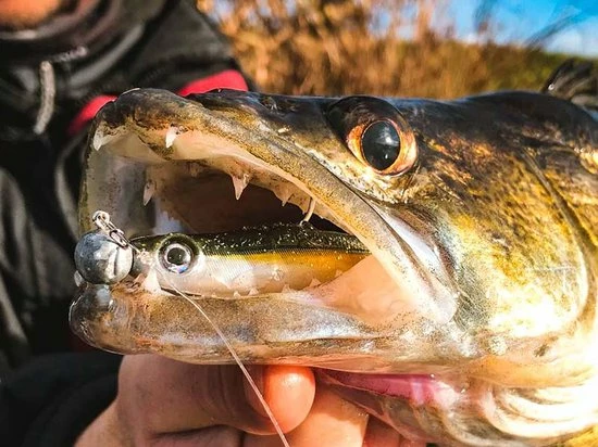 Groothandel ???? Spro Iris Popeye To Go - 8 Cm - Uv Minnow ???? 7 Groothandel ???? Spro Iris Popeye To Go - 8 Cm - Uv Minnow ???? - Afbeelding 5