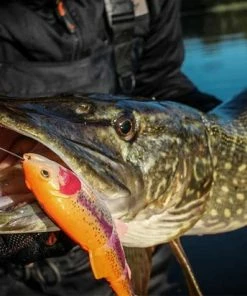 Coupon ???? Savage Gear 4D Line Thru Trout MS - Golden Albino - 15cm - 40g - Zwart ⭐ -Hendi Shop 550x412 39