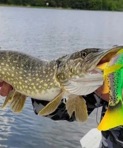 Coupon ???? Savage Gear 4D Line Thru Trout MS - Golden Albino - 15cm - 40g - Zwart ⭐ -Hendi Shop 550x412 40