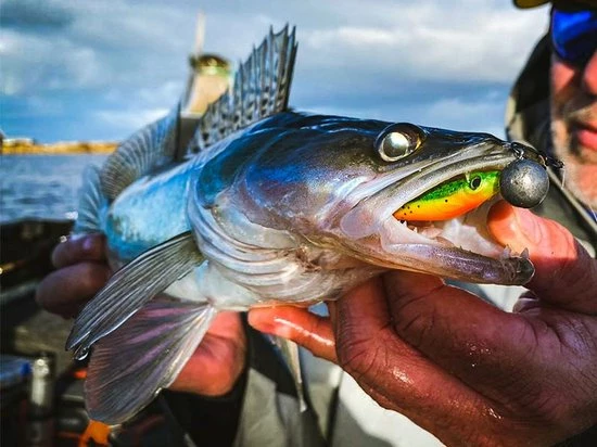 Groothandel ???? Spro Iris Popeye To Go - 8 Cm - Uv Minnow ???? 4 Groothandel ???? Spro Iris Popeye To Go - 8 Cm - Uv Minnow ???? - Afbeelding 2