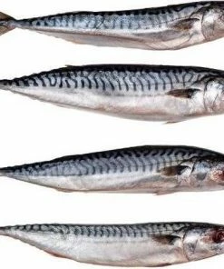 Gloednieuw ???? Prebaits Horsmakreel - Dood Aas - Wit ✔️ -Hendi Shop 550x452 21