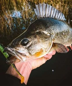 Groothandel ???? Spro Iris Popeye To Go - 8 Cm - Uv Minnow ???? 15 Groothandel ???? Spro Iris Popeye To Go - 8 Cm - Uv Minnow ???? -Hendi Shop 550x579