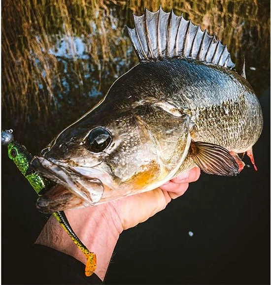 Groothandel ???? Spro Iris Popeye To Go - 8 Cm - Uv Minnow ???? 8 Groothandel ???? Spro Iris Popeye To Go - 8 Cm - Uv Minnow ???? - Afbeelding 6