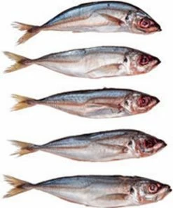 Gloednieuw ???? Prebaits Horsmakreel - Dood Aas - Wit ✔️